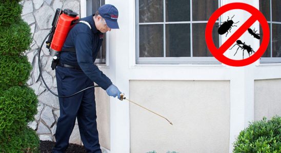 Çine Bit İlaçlama böcek ilaçlama ve haşere kontrolü — ilaclama-tr.com